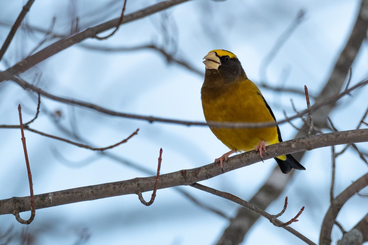 Evening Grosbeak - ML642733773