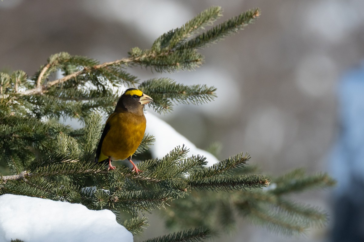 Evening Grosbeak - ML642733774