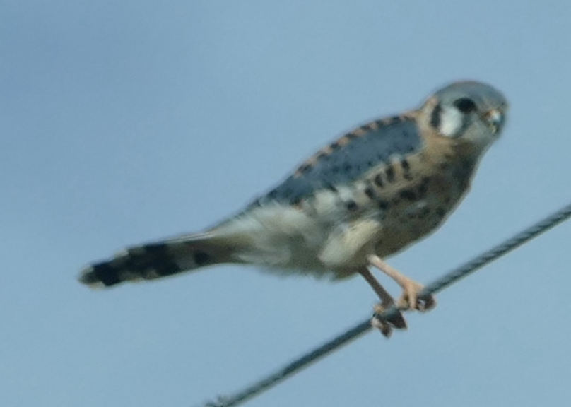 American Kestrel - ML642733795