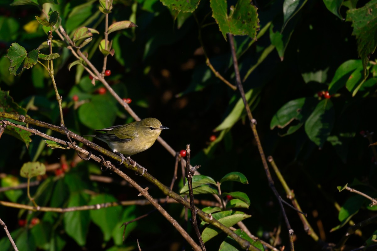 Tennessee Warbler - ML642733805