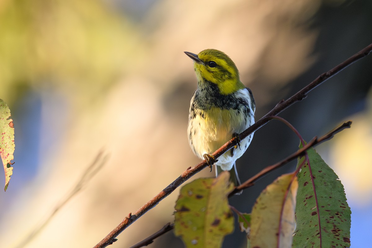 Black-throated Green Warbler - ML642733813