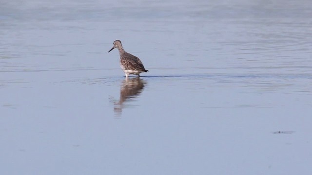 Greater Yellowlegs - ML642733815