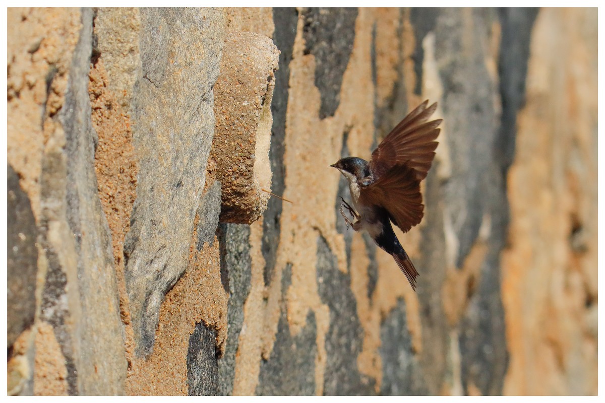 Blue-and-white Swallow - ML642733820
