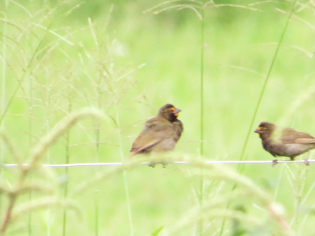 Yellow-faced Grassquit - ML642733823