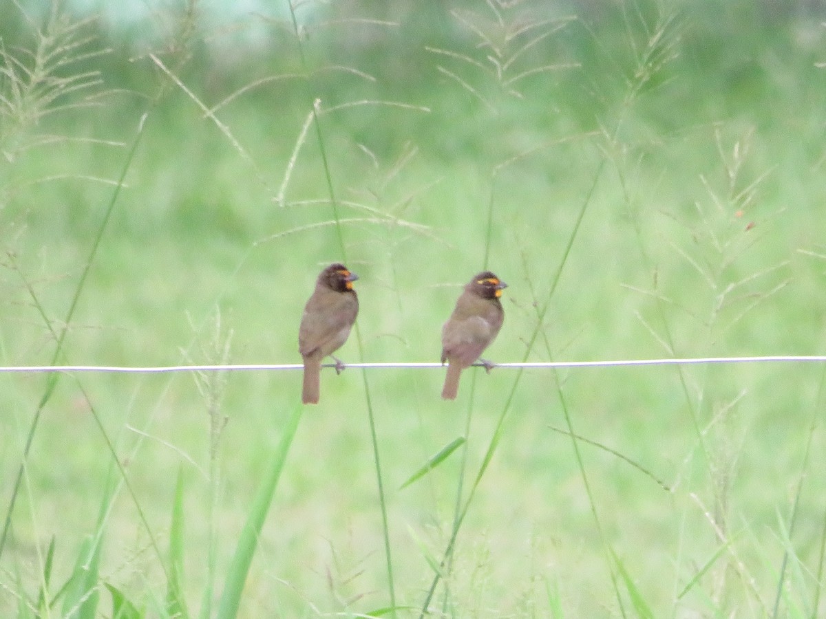 Yellow-faced Grassquit - ML642733824