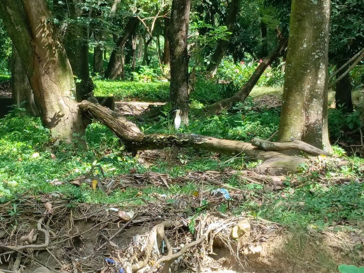 Capped Heron - ML642733826