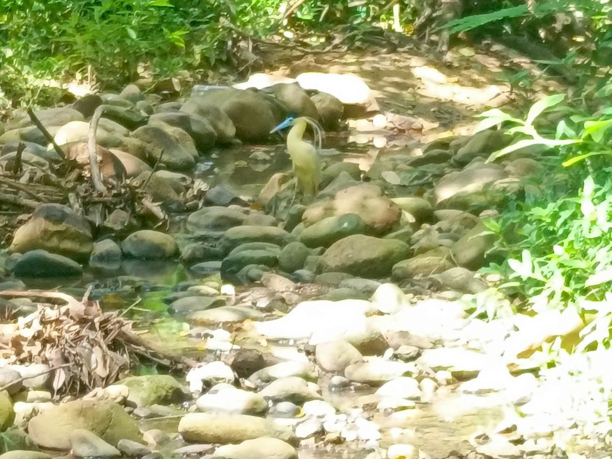 Capped Heron - ML642733827