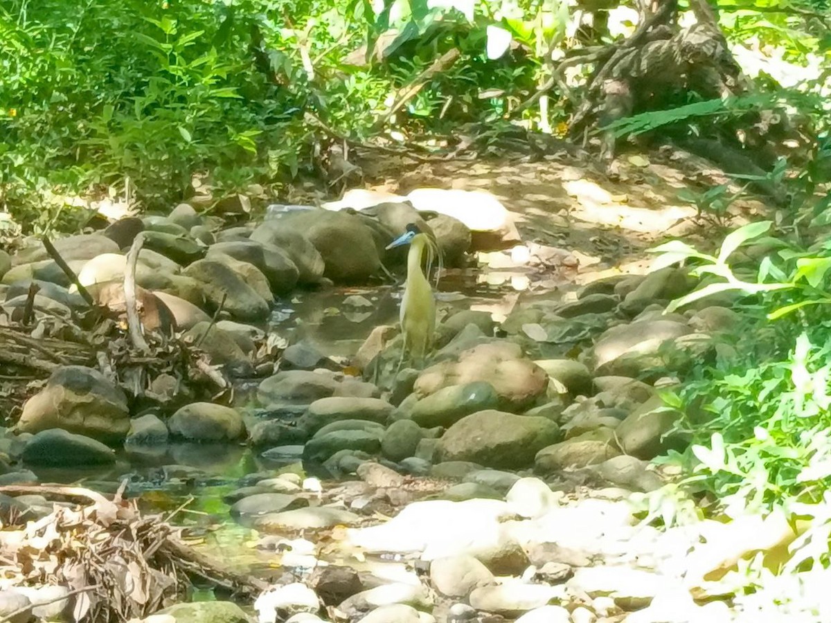 Capped Heron - ML642733828