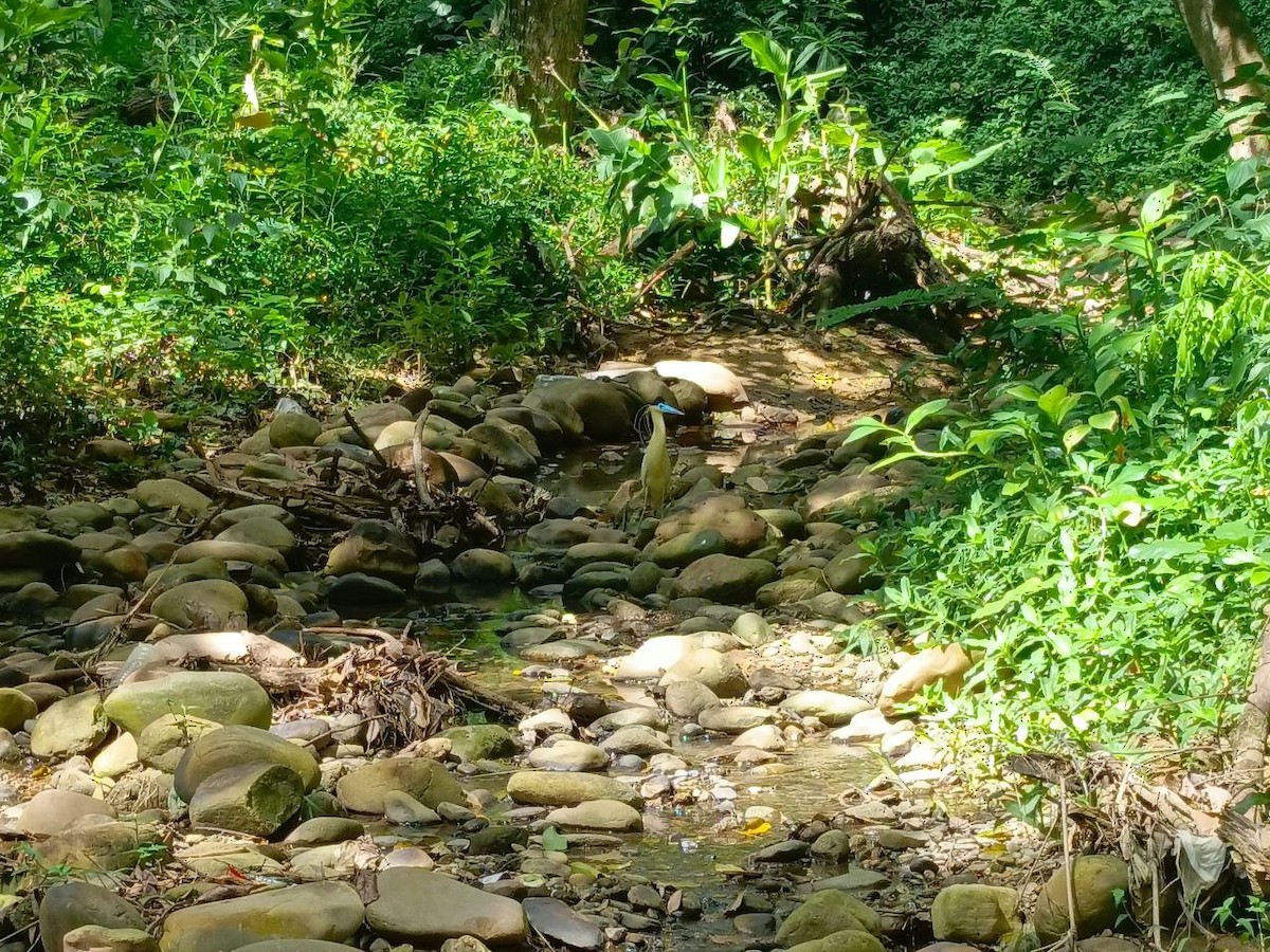 Capped Heron - ML642733829