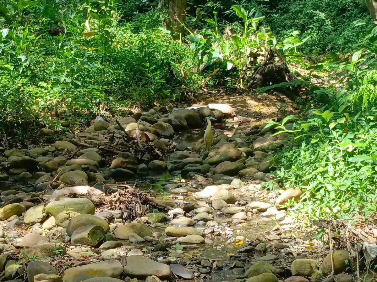 Capped Heron - ML642733831