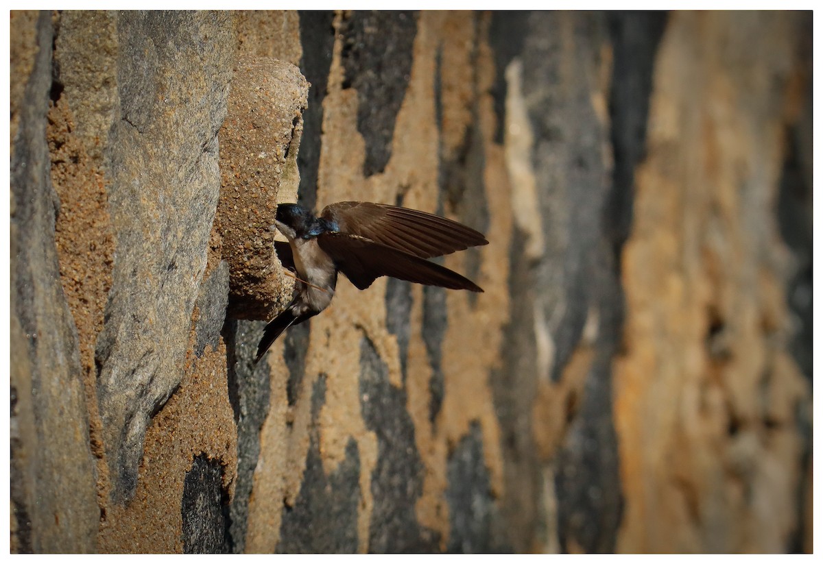 Blue-and-white Swallow - ML642733845