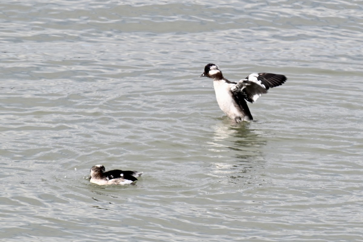 Bufflehead - ML642733848