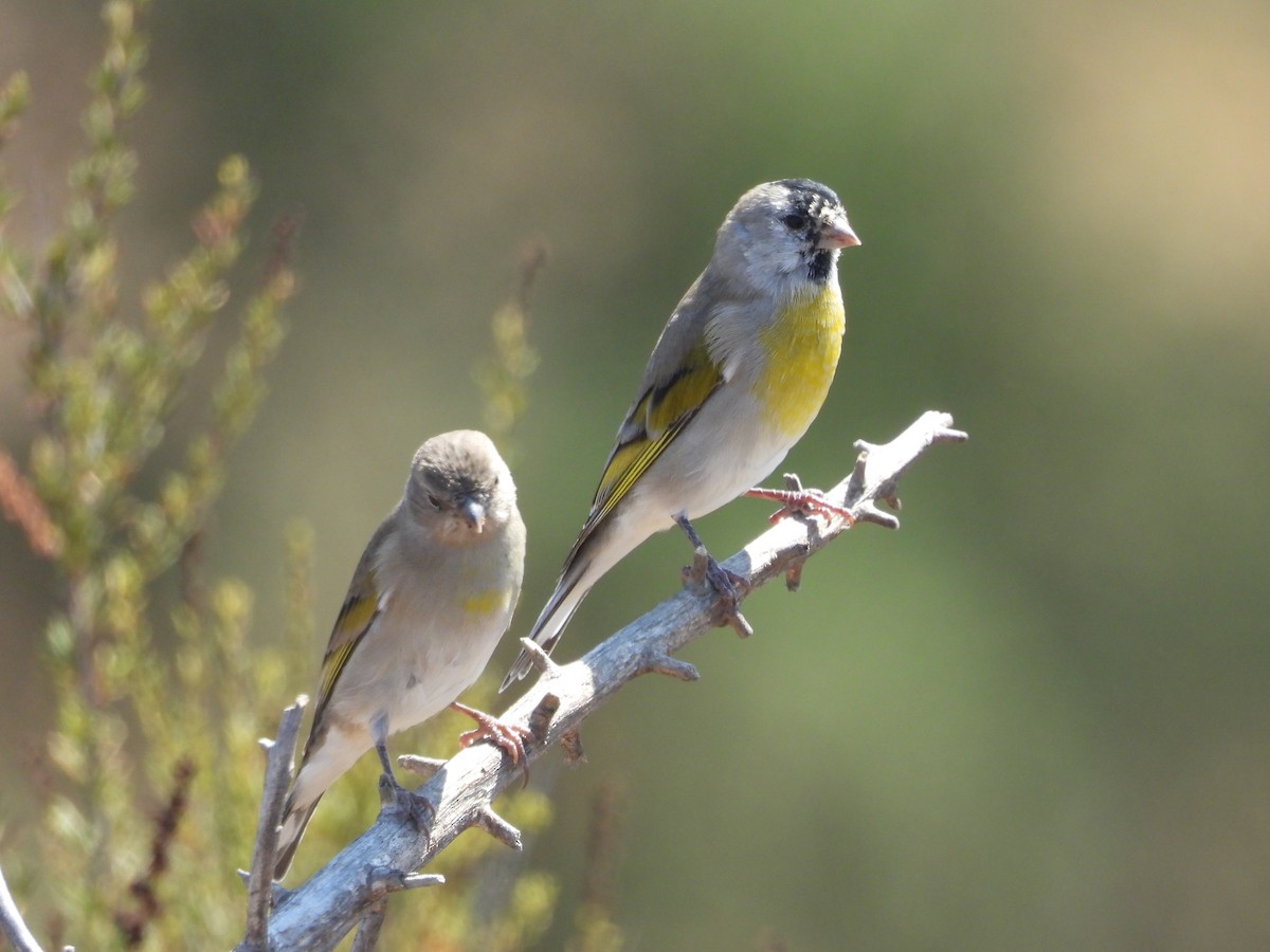 Lawrence's Goldfinch - ML642733859