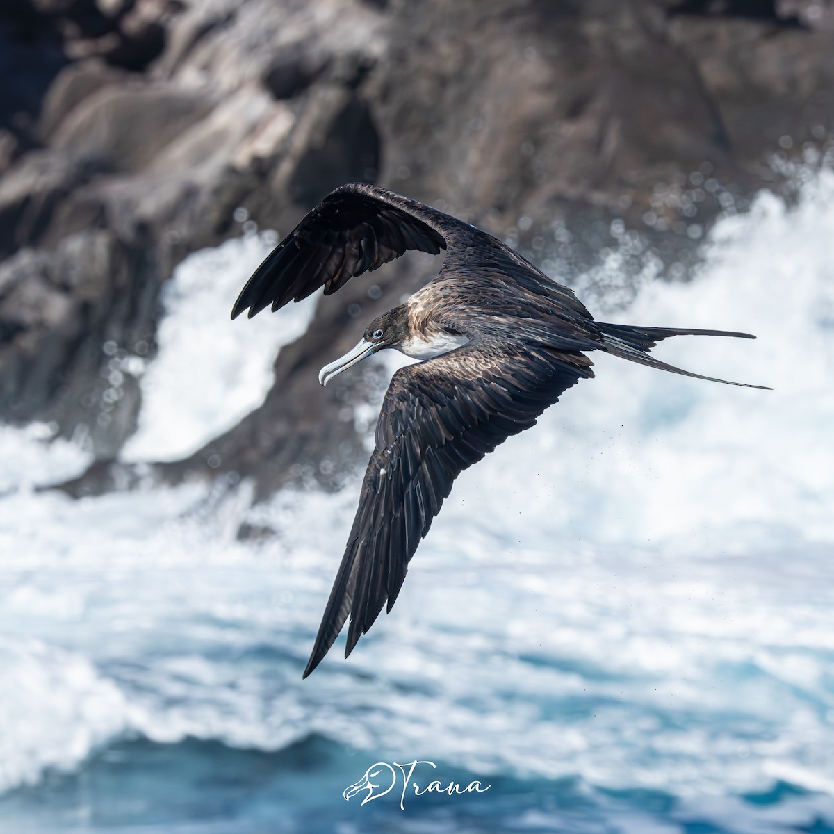 Great Frigatebird - ML642733862