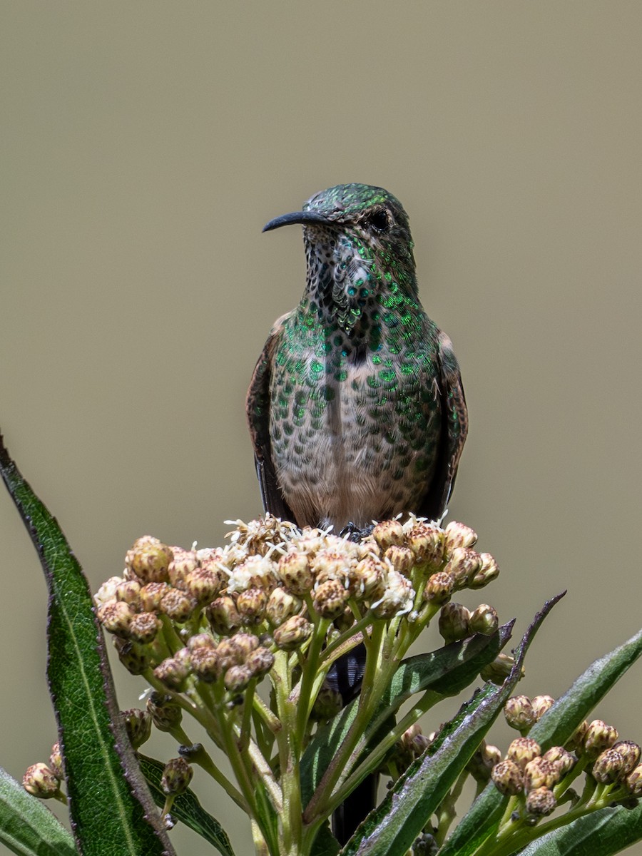 svartslepkolibri - ML642733875