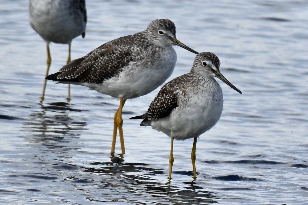 plystresnipe - ML642733890