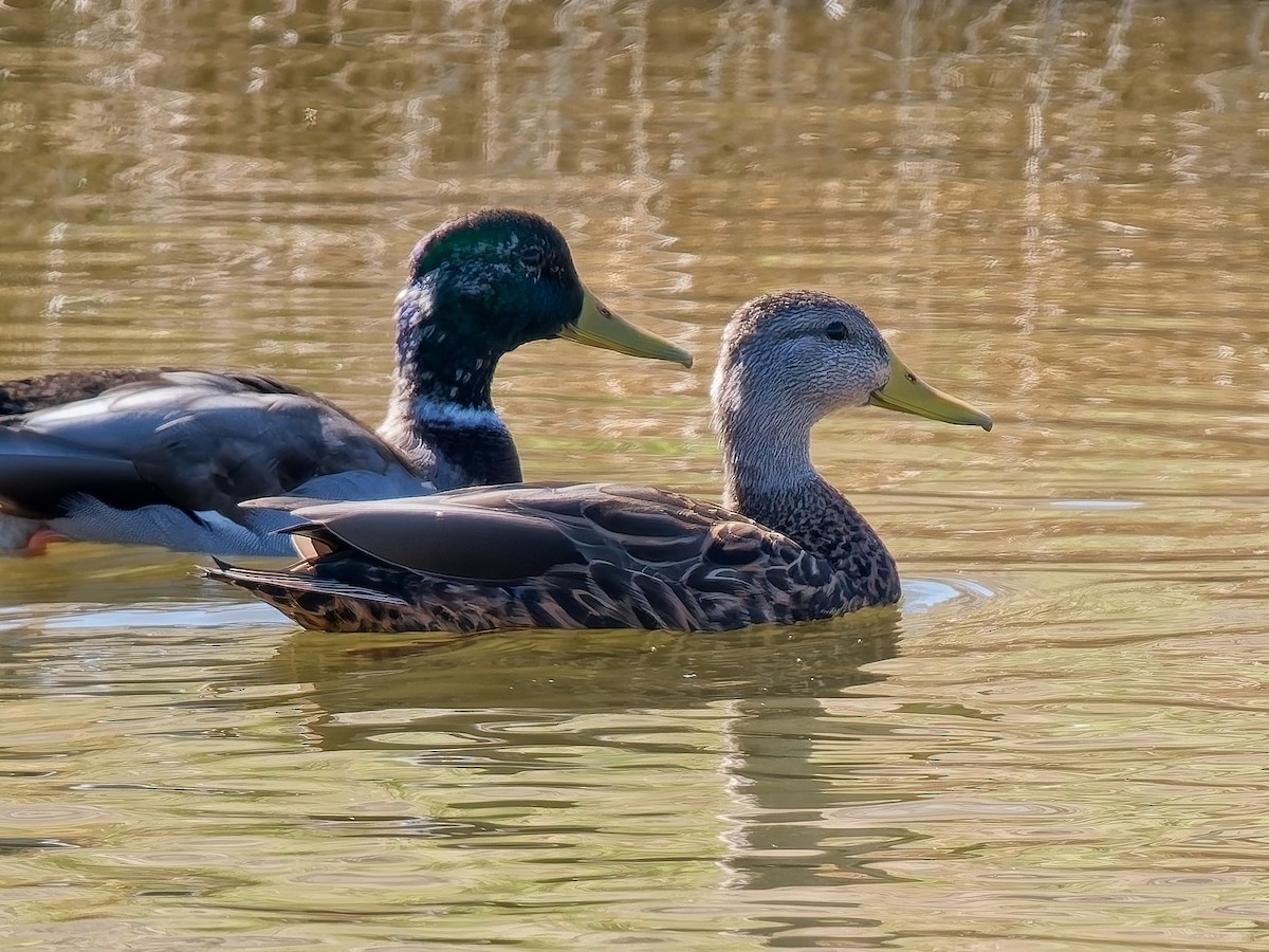 Mexican Duck - ML642733918