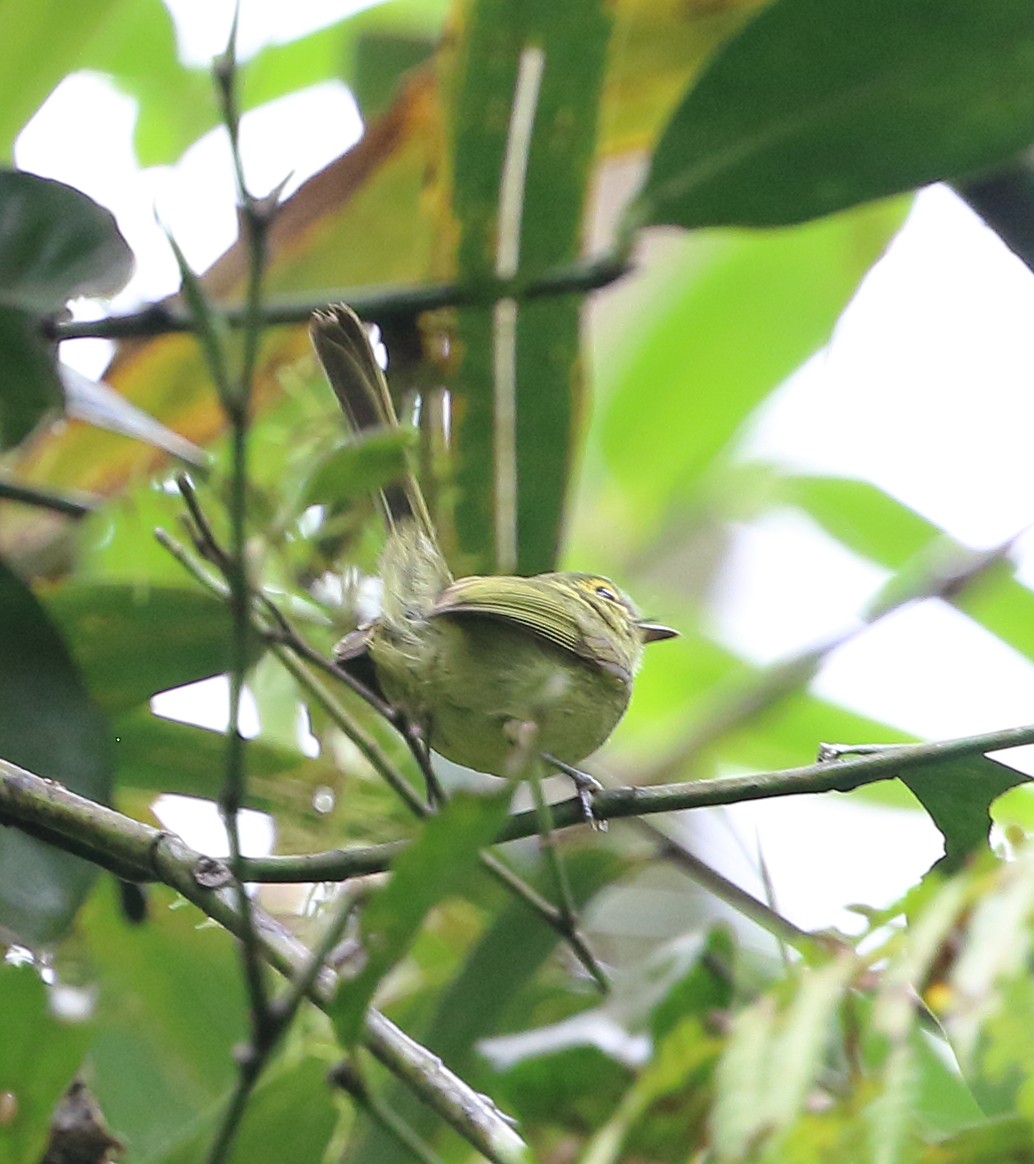 Yellow-olive Flatbill - ML642733923