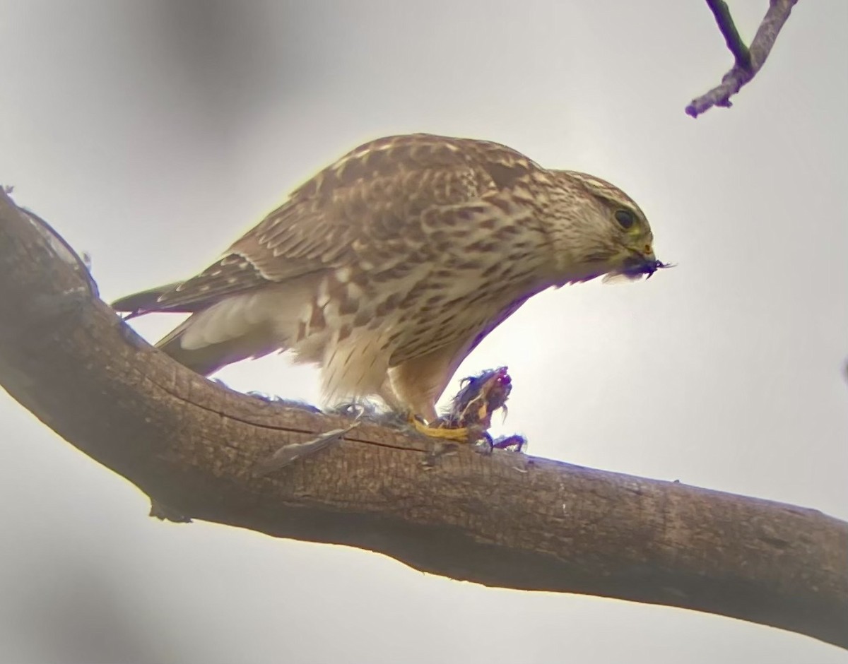 Merlin - ML642733926