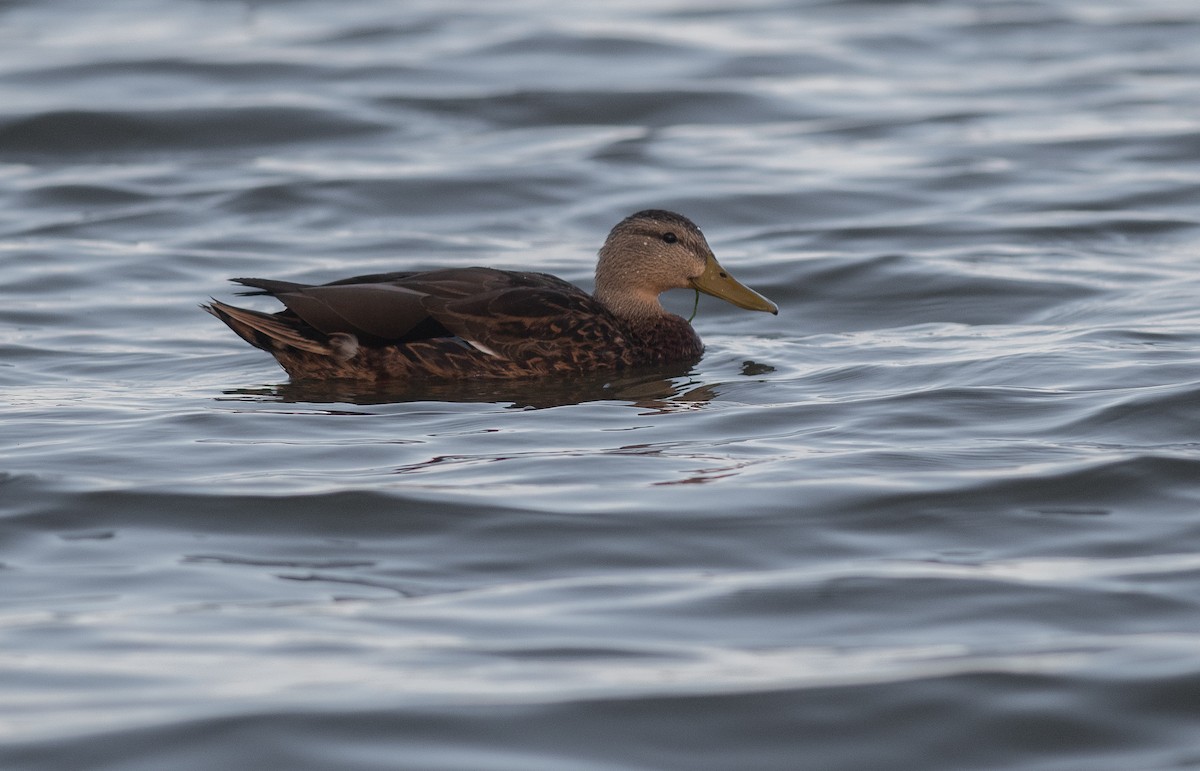 Ente, unbestimmt - ML642733929