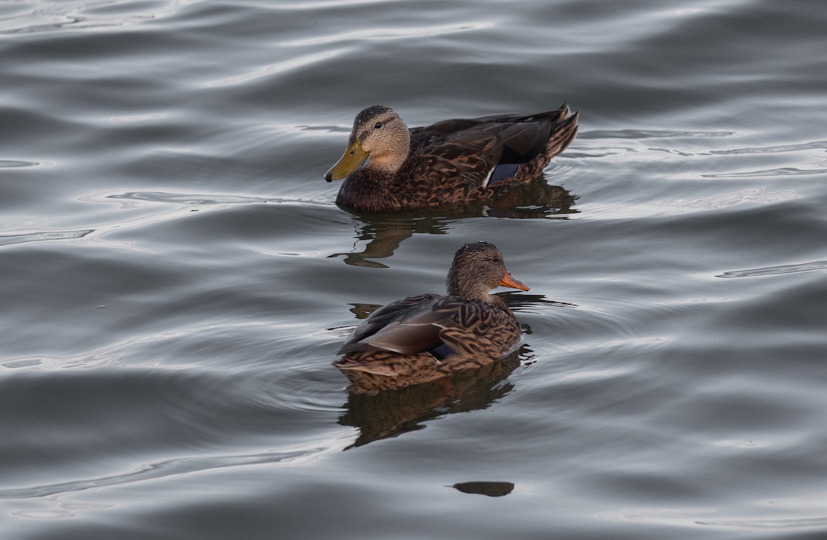 Ente, unbestimmt - ML642733930