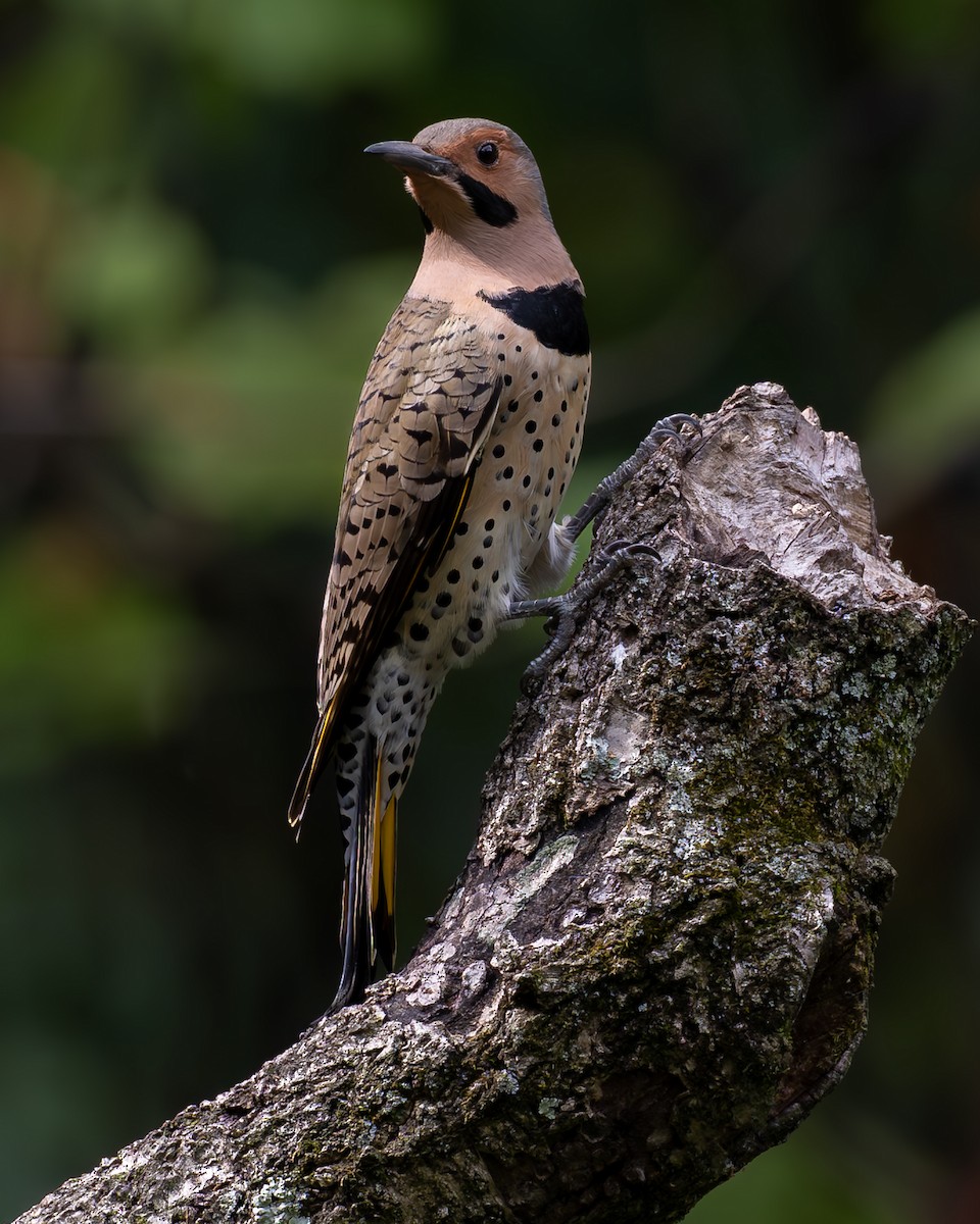 gullspett (auratus/luteus) - ML642733934