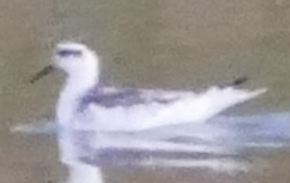 polarsvømmesnipe - ML642733967