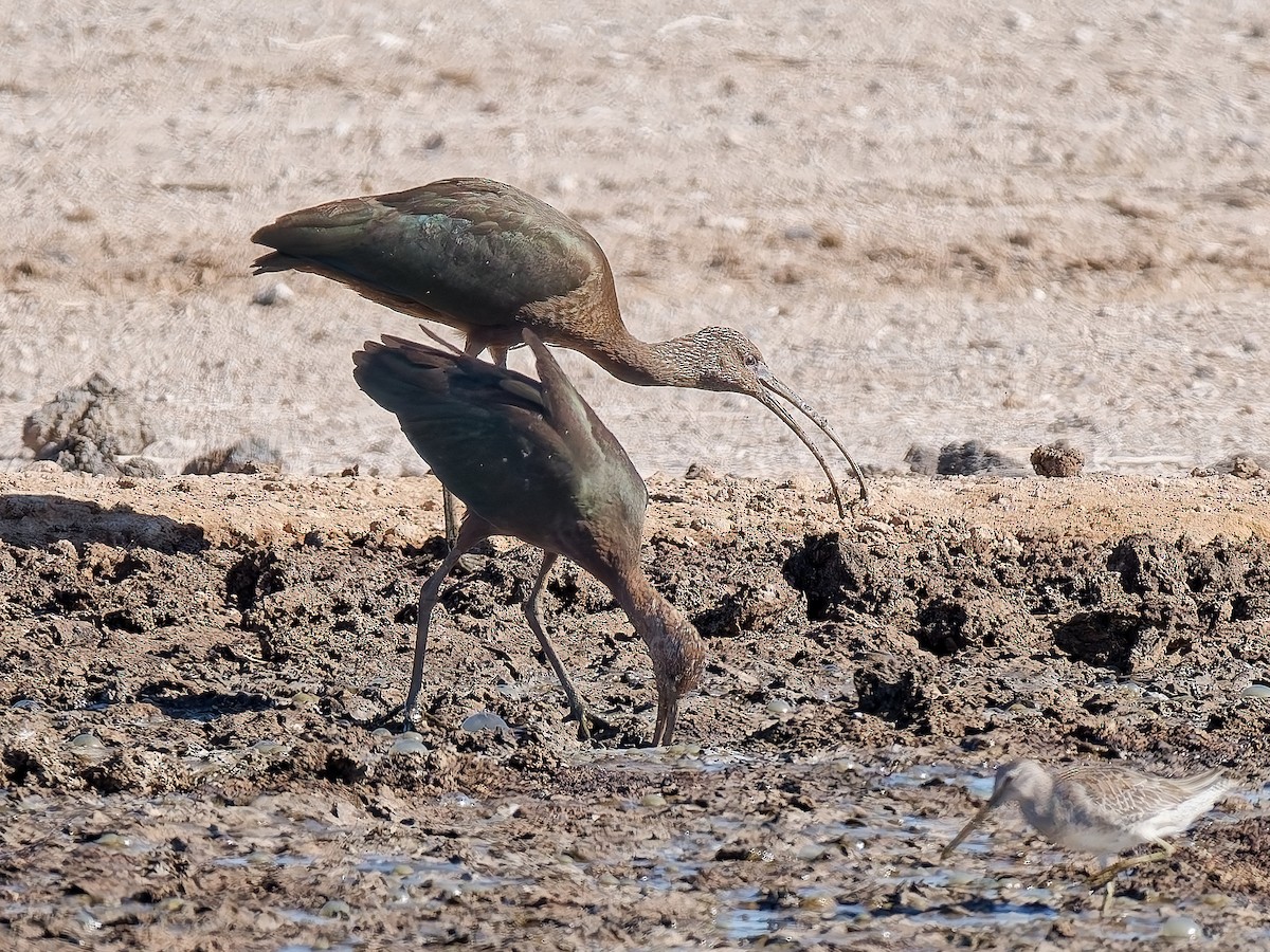 hvitgrimeibis - ML642733972