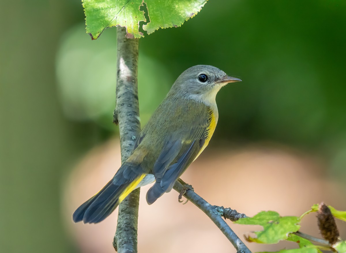rødstjertparula - ML642733979