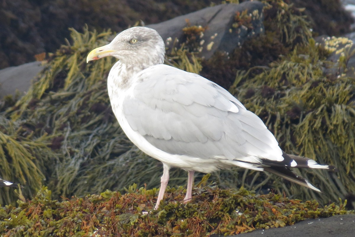 amerikagråmåke - ML642733986