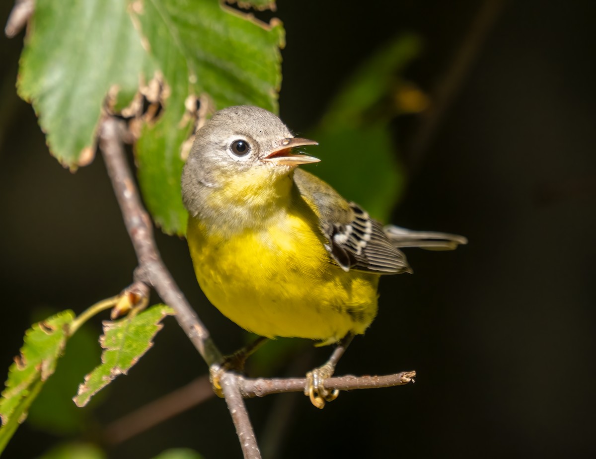 Magnolia Warbler - ML642734001
