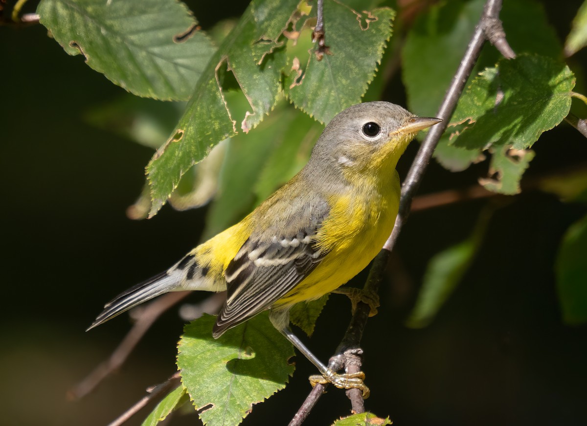 Magnolia Warbler - ML642734002