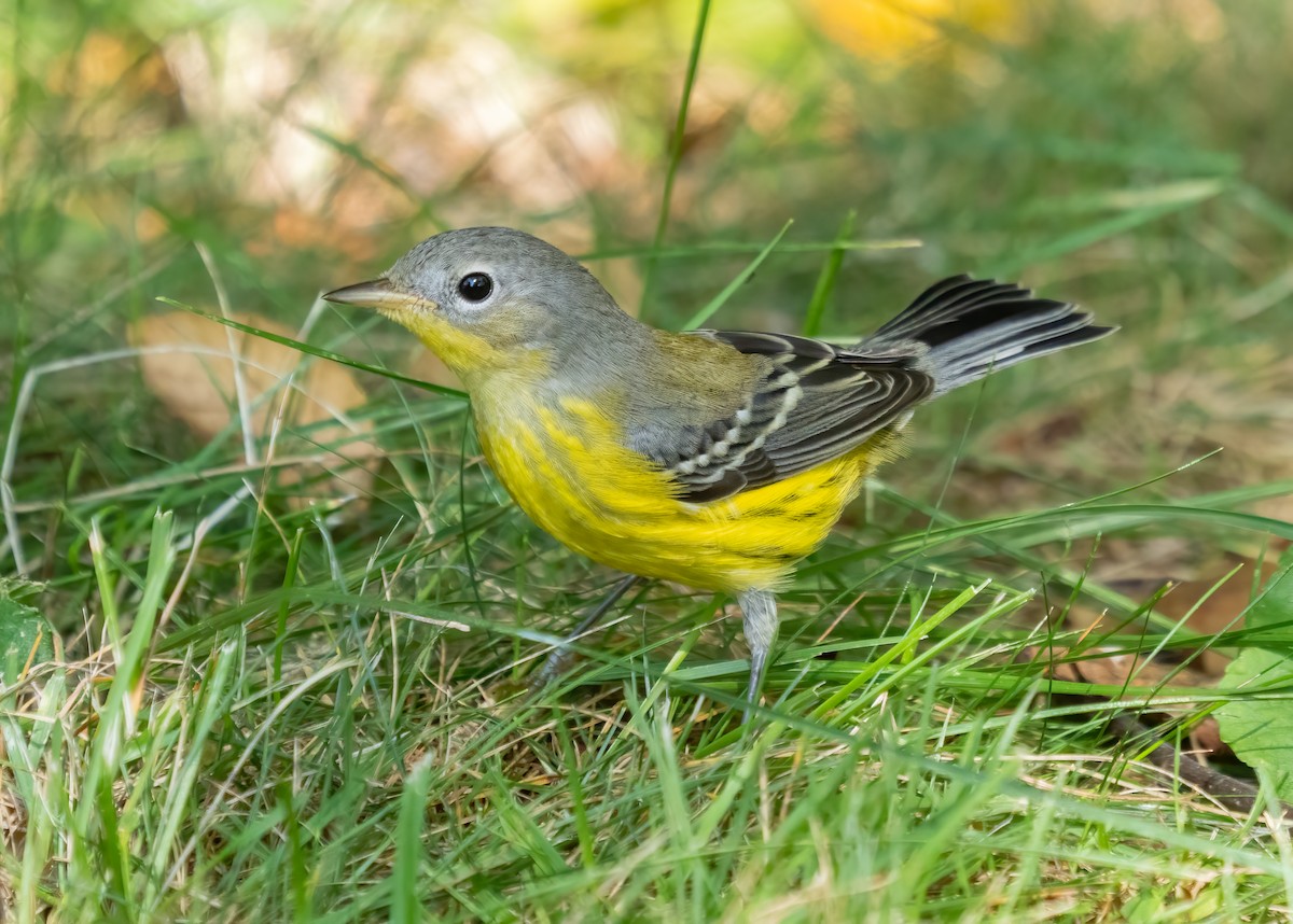 Magnolia Warbler - ML642734003