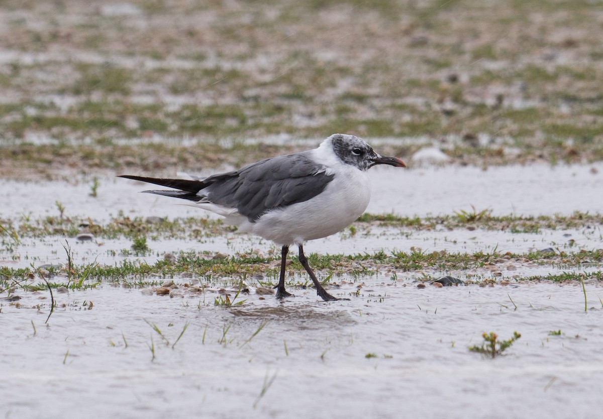 Laughing Gull - Leo McKillop