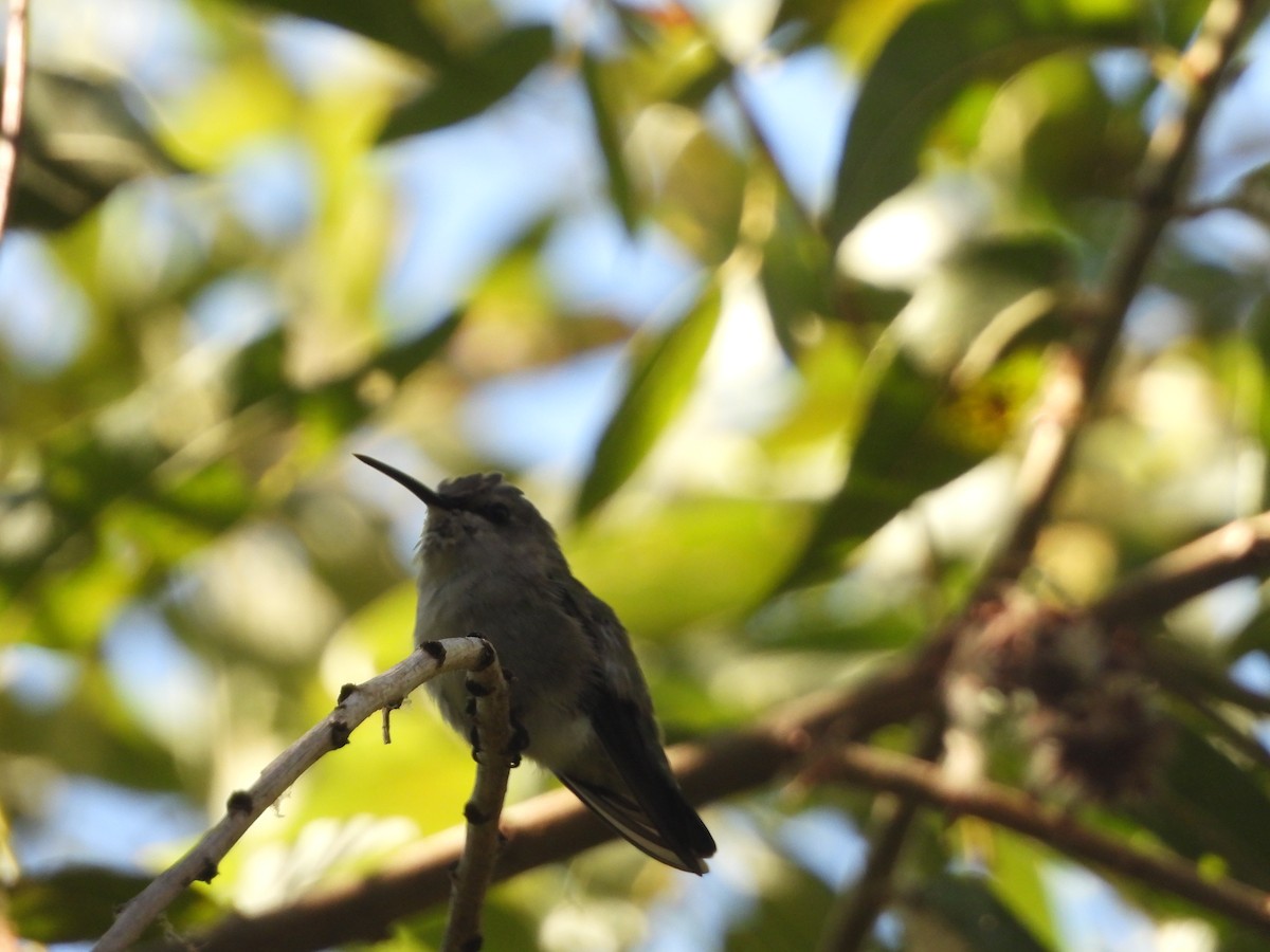 Costa's Hummingbird - ML642734029