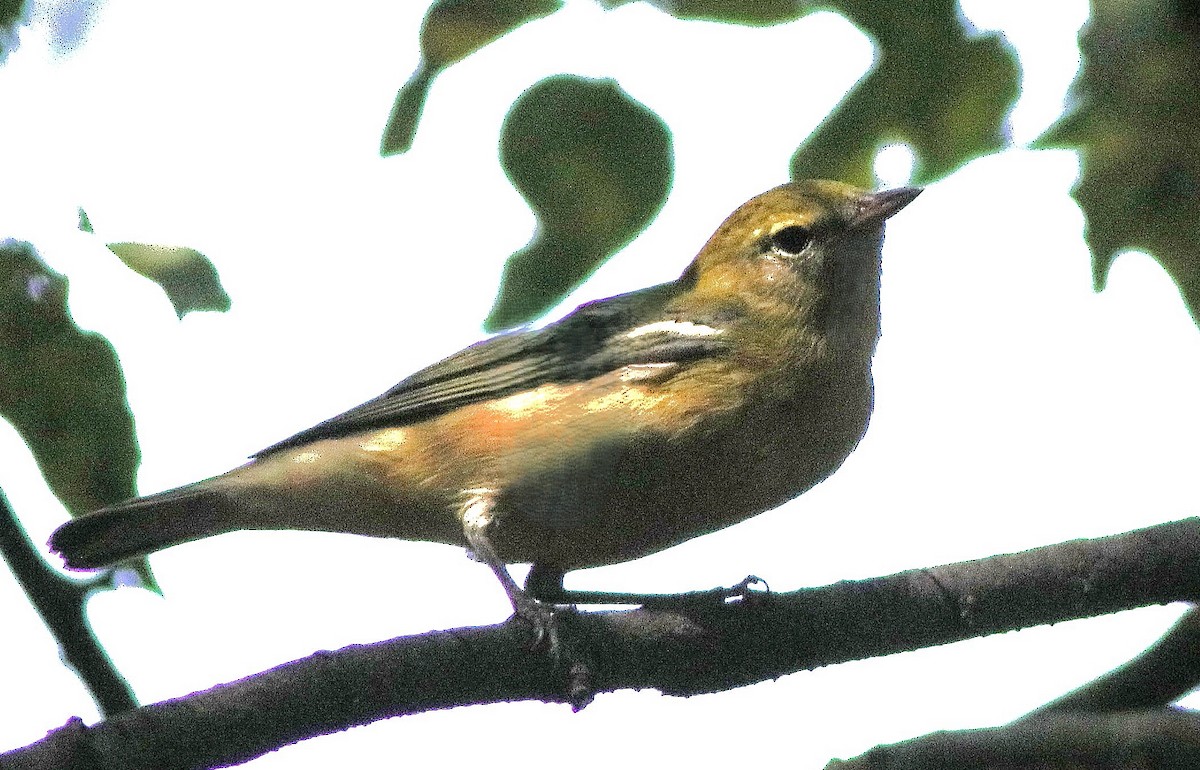 Bay-breasted Warbler - ML642734043