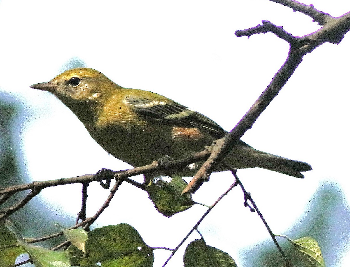 Bay-breasted Warbler - ML642734062