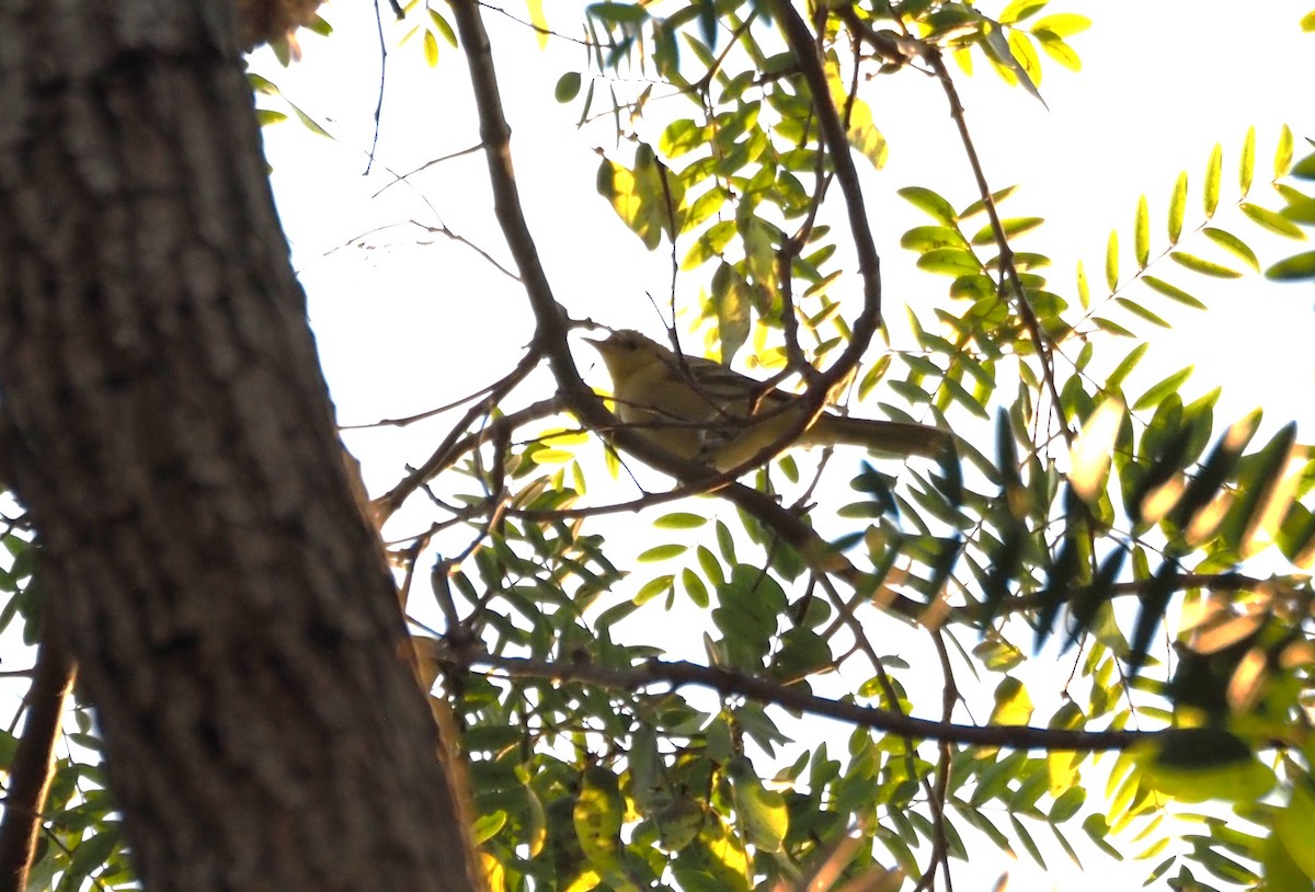 Oriole masqué - ML642734071