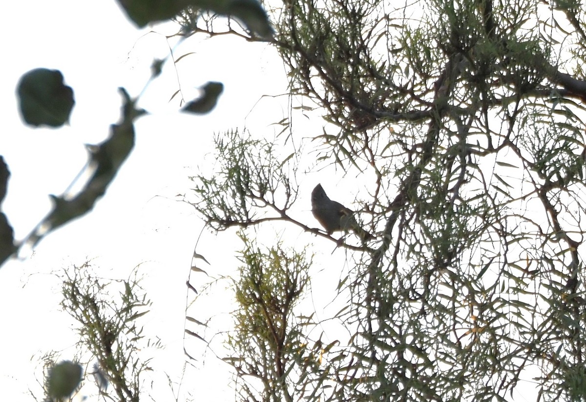Mésange unicolore - ML642734088