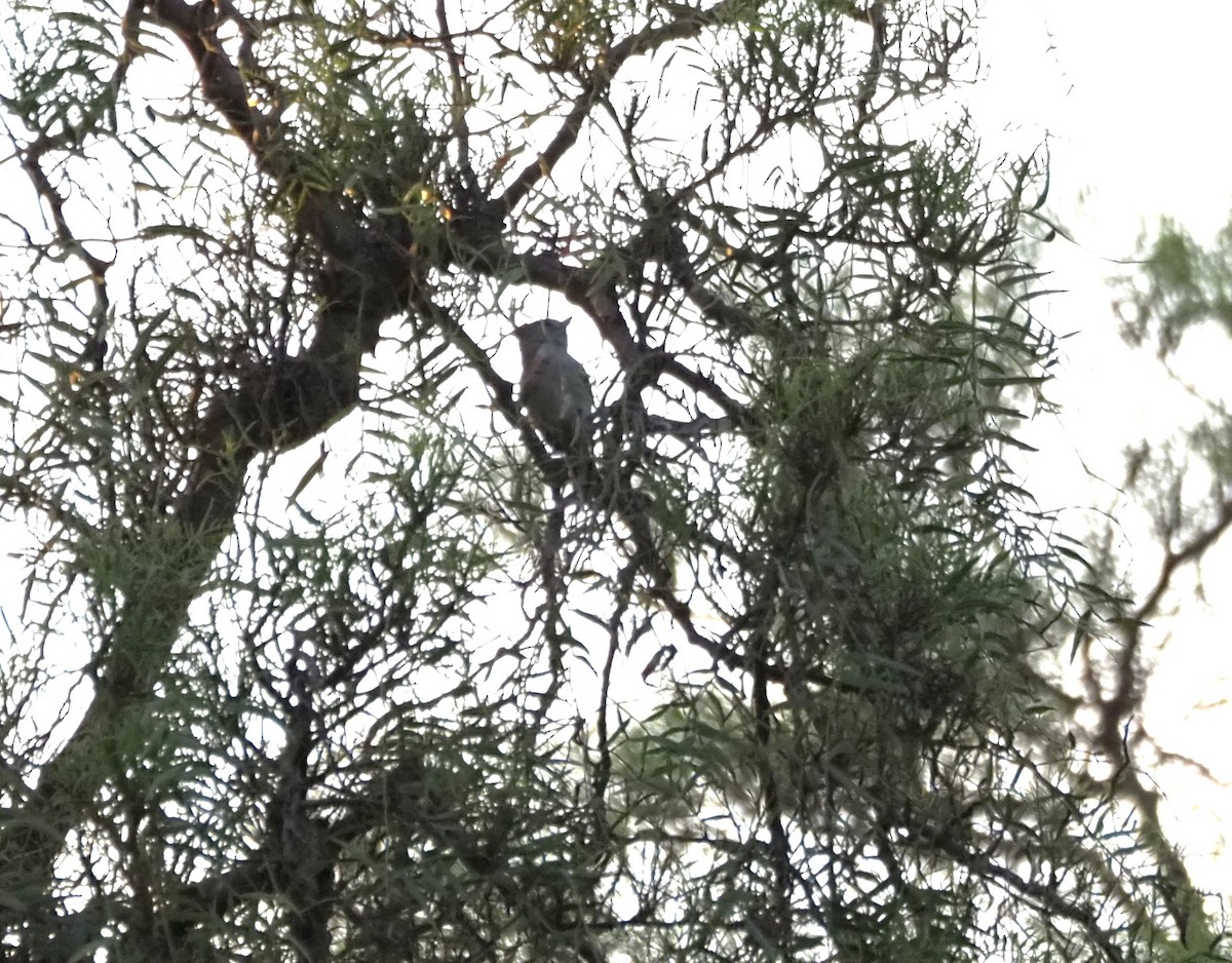Mésange unicolore - ML642734089