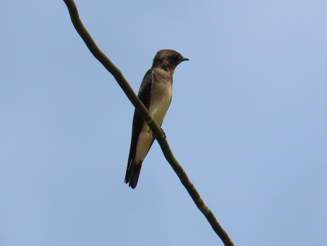 Hirondelle à gorge rousse - ML642734094