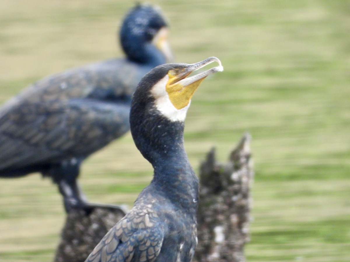 Grand Cormoran - ML642734095