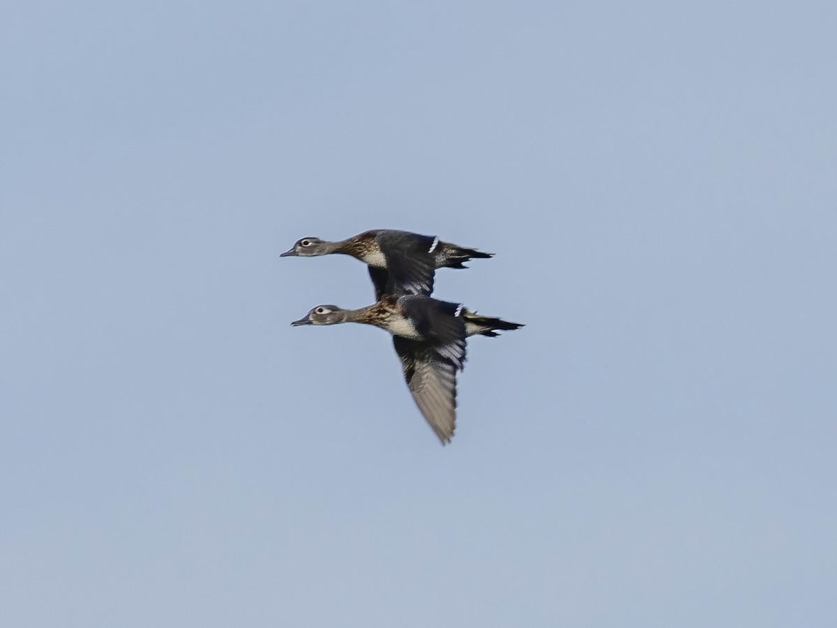 Canard branchu - ML642734102