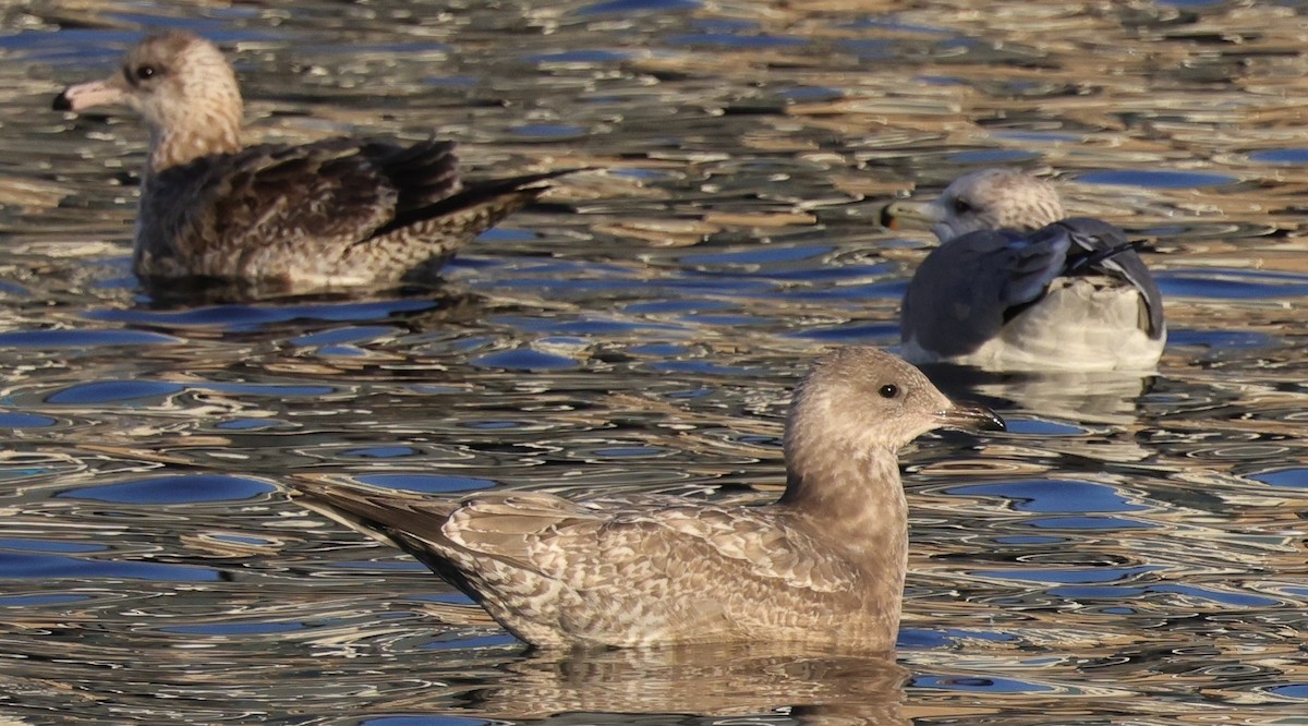 Iceland Gull (Thayer's) - ML642734129