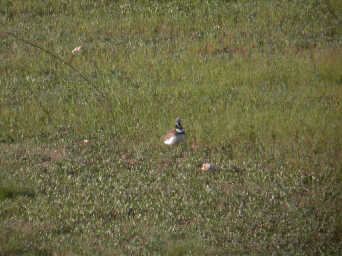 Gallina prataiola - ML642734145