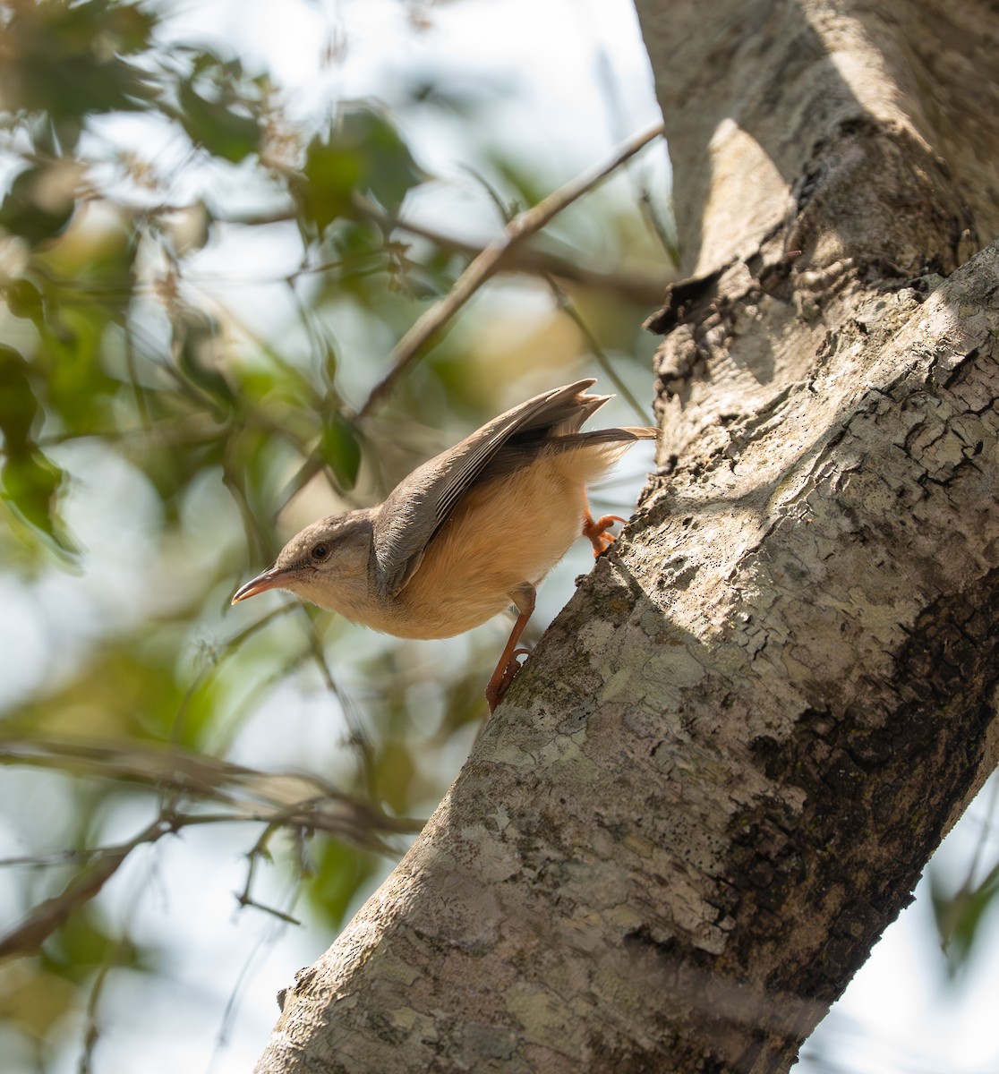 Long-billed Crombec - ML642734174