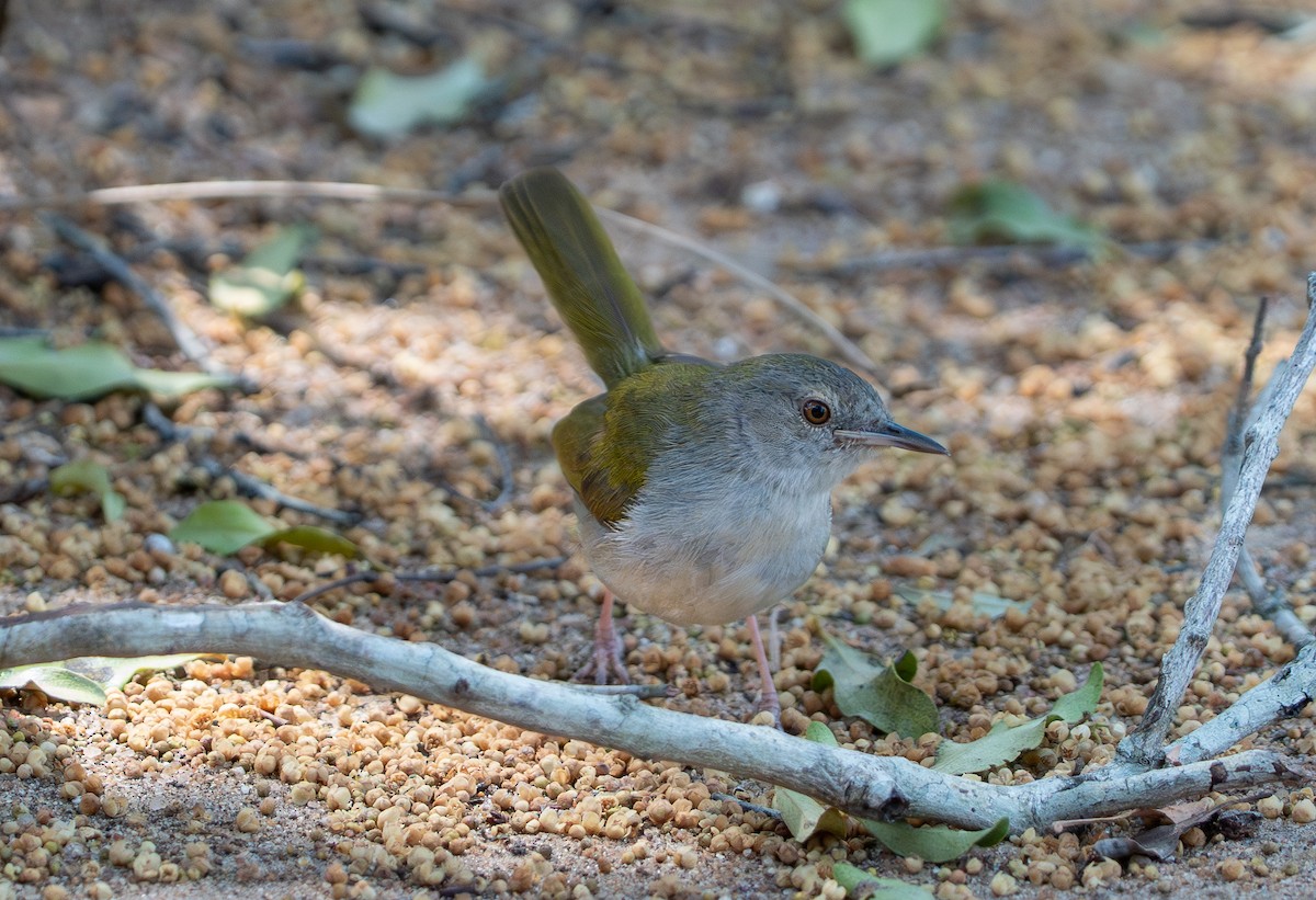 Green-backed Camaroptera (Gray-backed) - ML642734187