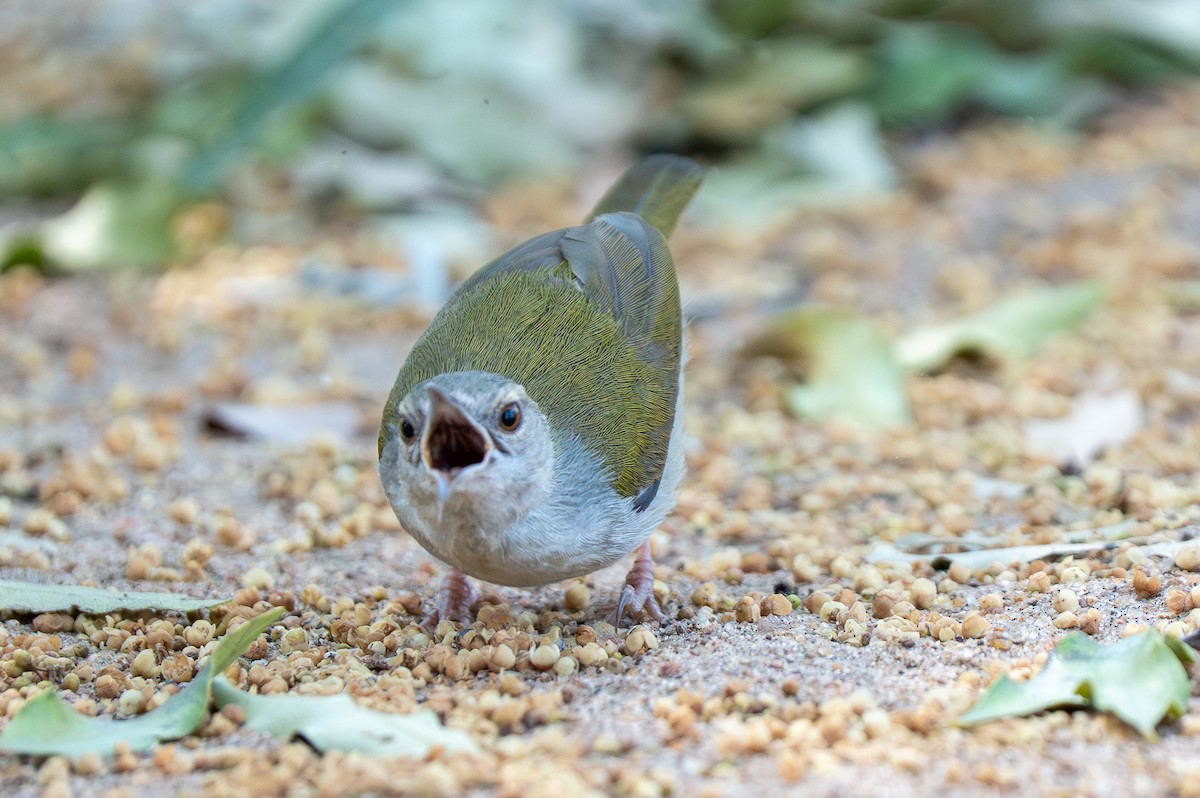 Green-backed Camaroptera (Gray-backed) - ML642734188