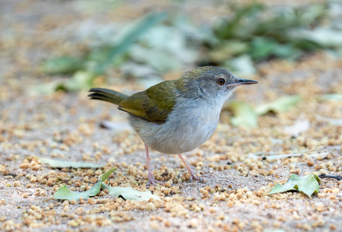 Green-backed Camaroptera (Gray-backed) - ML642734189