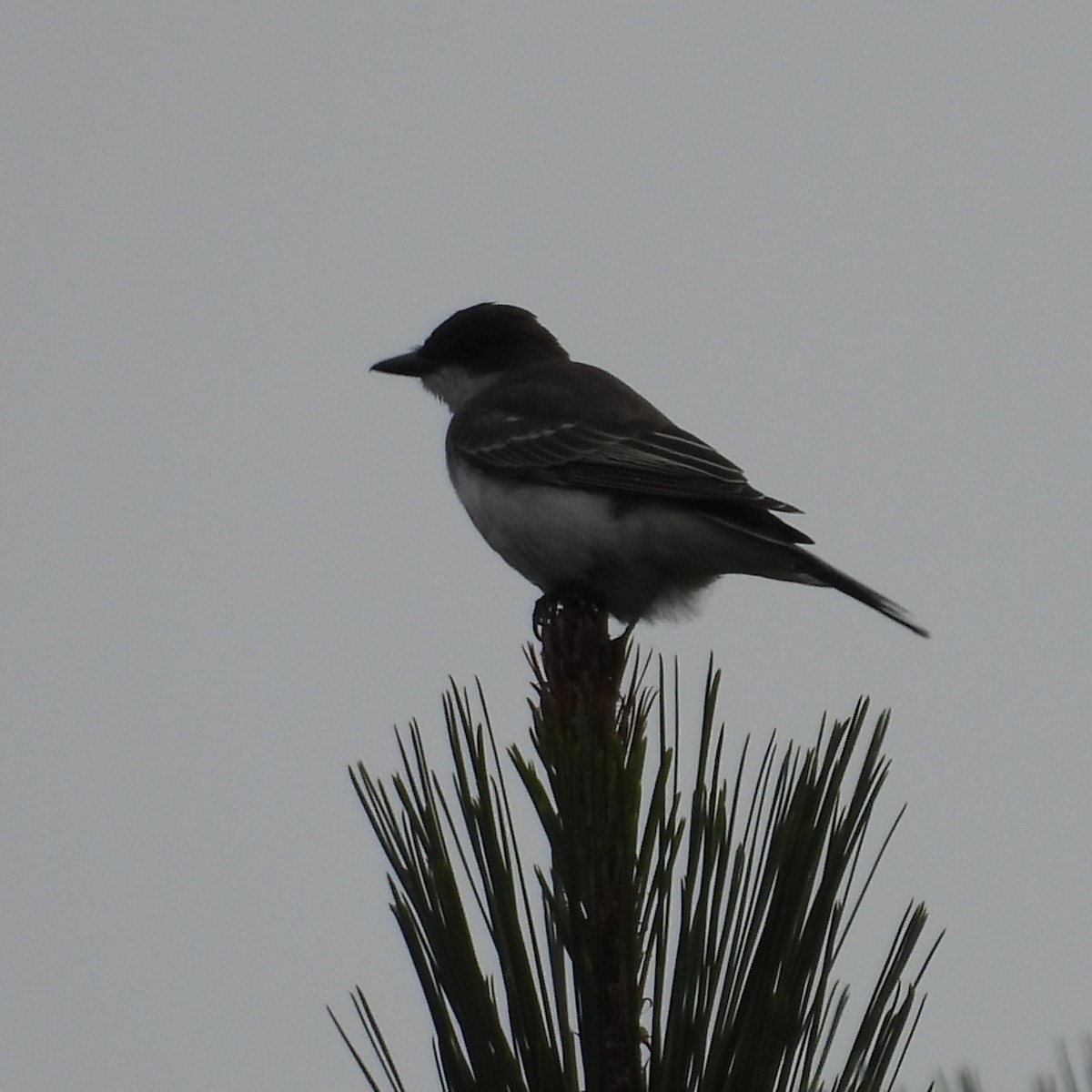 Eastern Kingbird - ML642734192